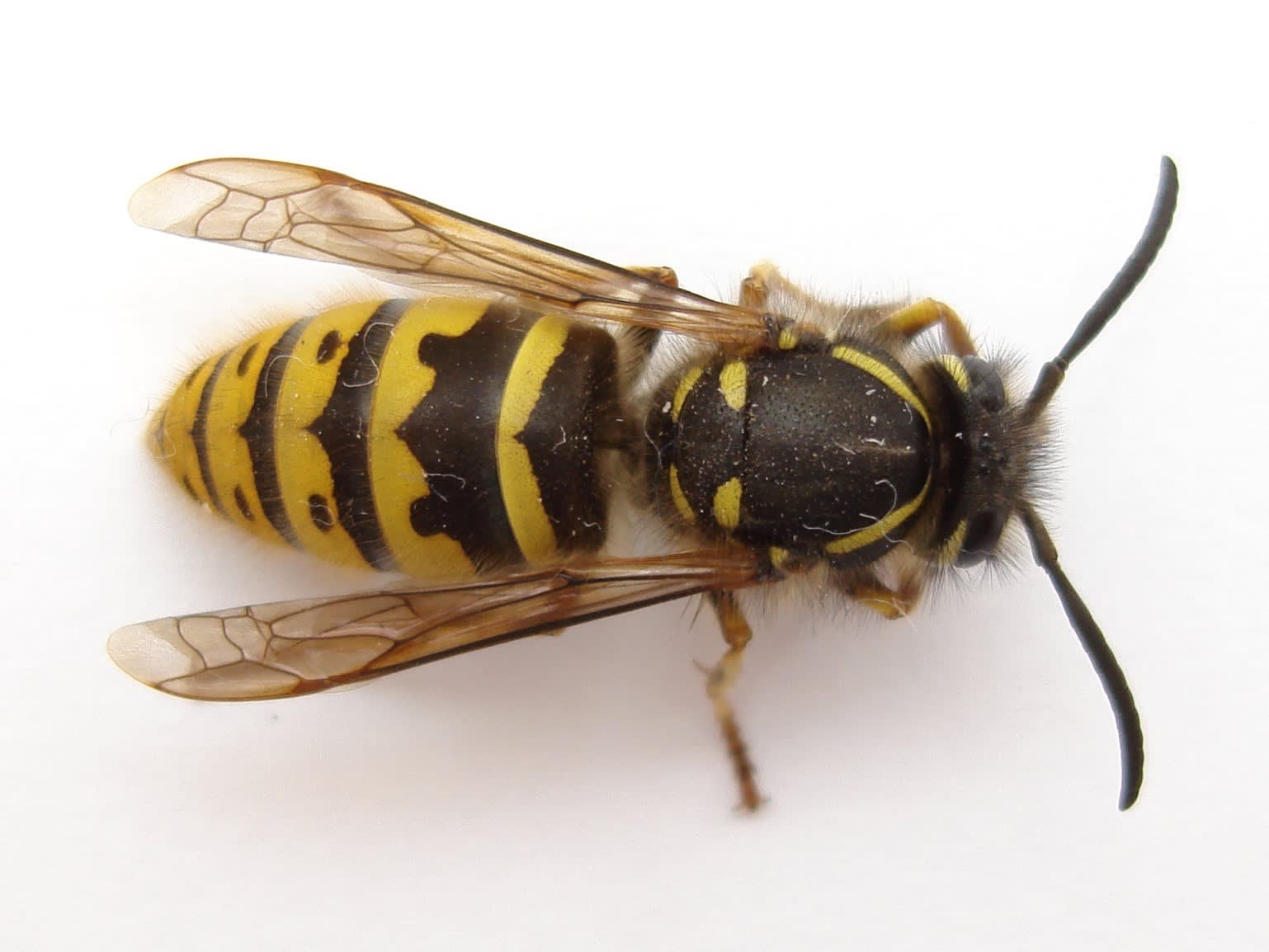 Yellow Jacket Bee Control & Treatments in Atlanta GA