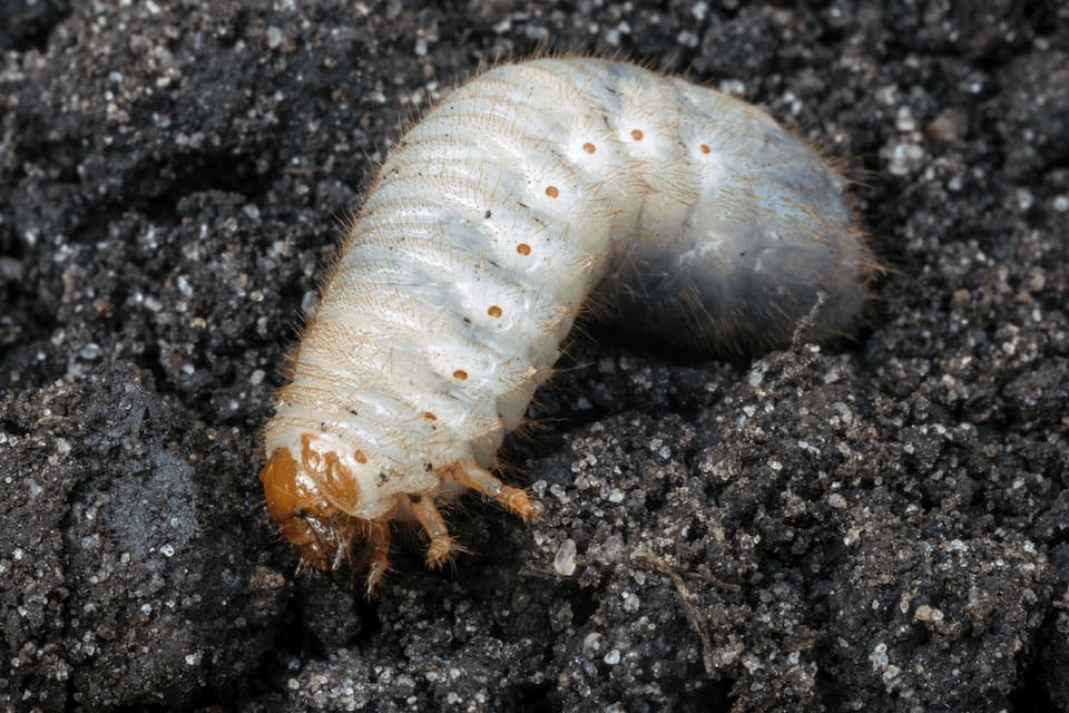 Grub