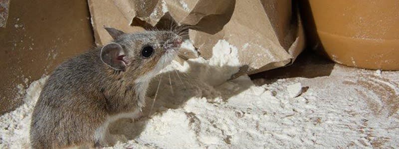 How to Get Rid of Mice in the House - DIY Pest Control