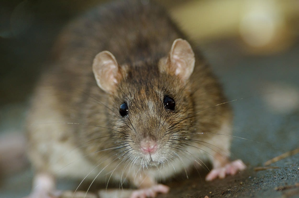 What is the best bait for trapping a house mouse?