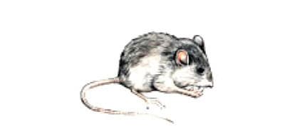 Housemouse