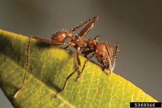 Leaf Cutter Ant