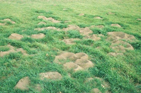 Leaf Cutter Ant Mounds