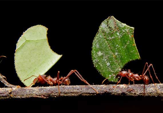 Leaf Cutter Ants