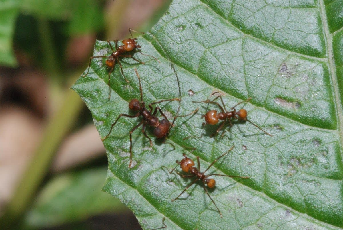 Leaf Cutter Ants