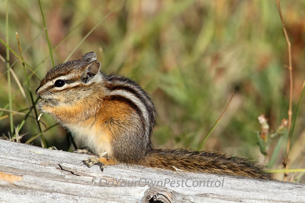 Effectively Get Rid of Chipmunks with Proper Baiting and Trapping