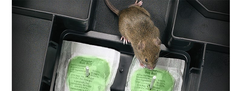 Rat & Mouse Bait Blocks – Speed Exterminating