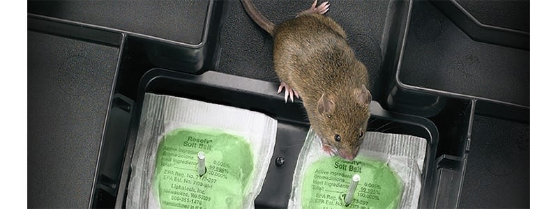 Professional Home Rat Mice Mouse Rodent Poison Boxes Pest Control