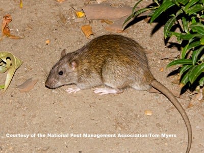 How To Get Rid Of Norway Rats | Do-It-Yourself Pest Control How To Get Rid Of Norway Rats | Do-It-Yourself Pest Control