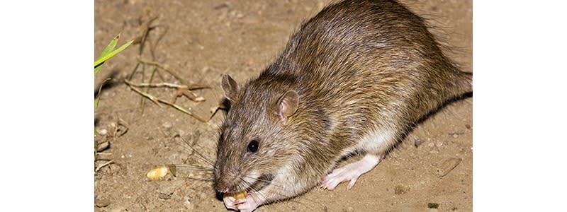 How To Get Rid Of Rats  Do-It-Yourself Pest Control