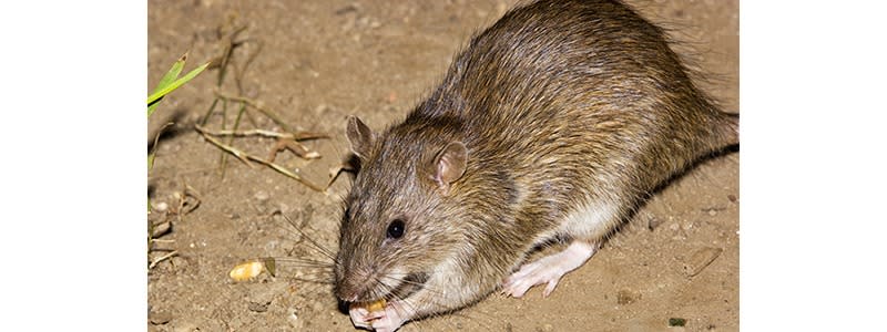 What Kills Rats Instantly? Here's The Trick