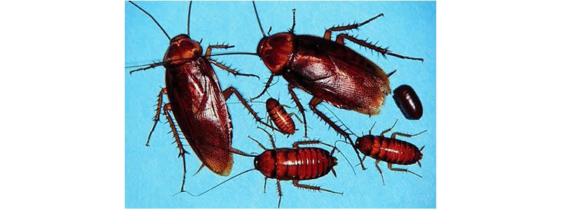 How to Get Rid of Palmetto Bugs - DIY Pest Control