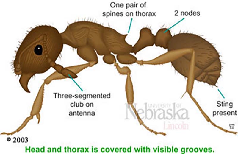 Pavement ants