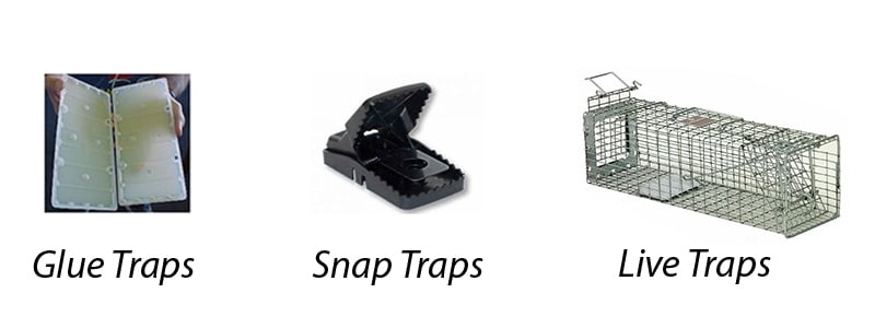 The Benefits Of Using Live Rat Traps