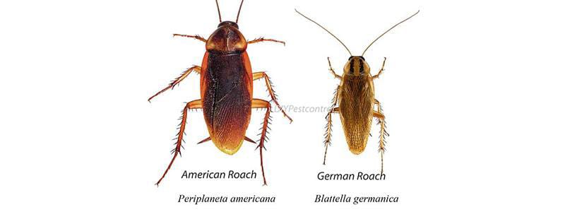 roach control near me