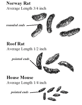 Identify rodent droppings