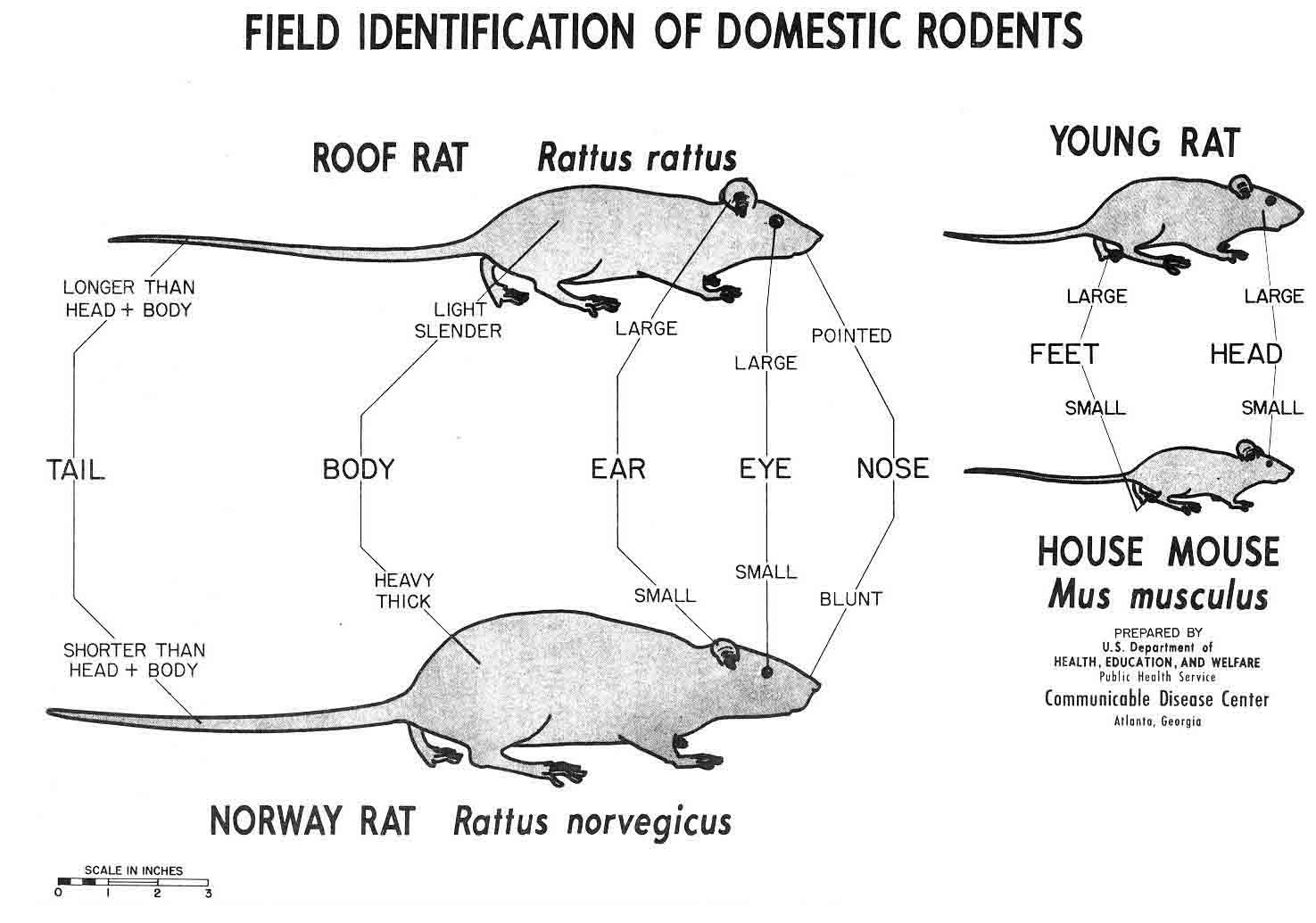 Rats and Mice: How to Manage Using Snap Traps - Pests in the Urban  Landscape - ANR Blogs