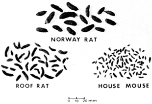 Rodent droppings