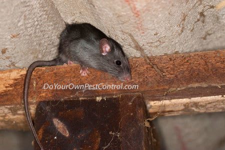 roof rat on beam