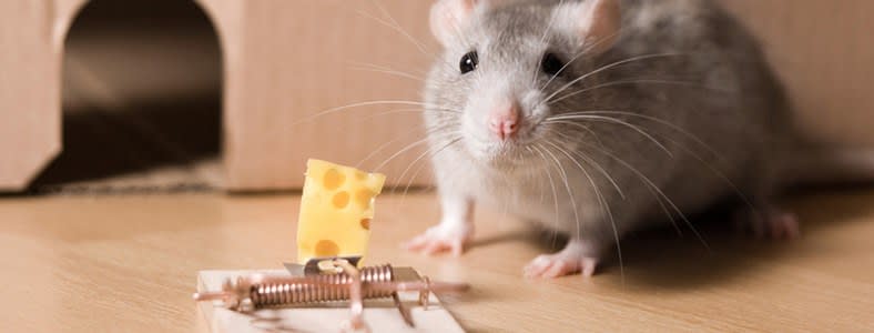 How to Trap Mice, Mouse Traps