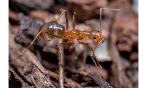 How to Get Rid of Leaf Cutter Ants - DIY Pest Control