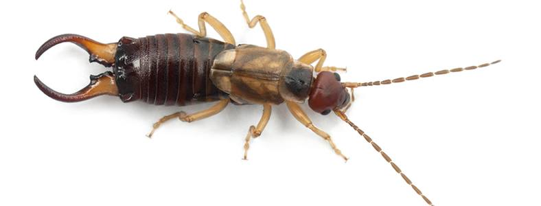 Get Rid Of Earwigs