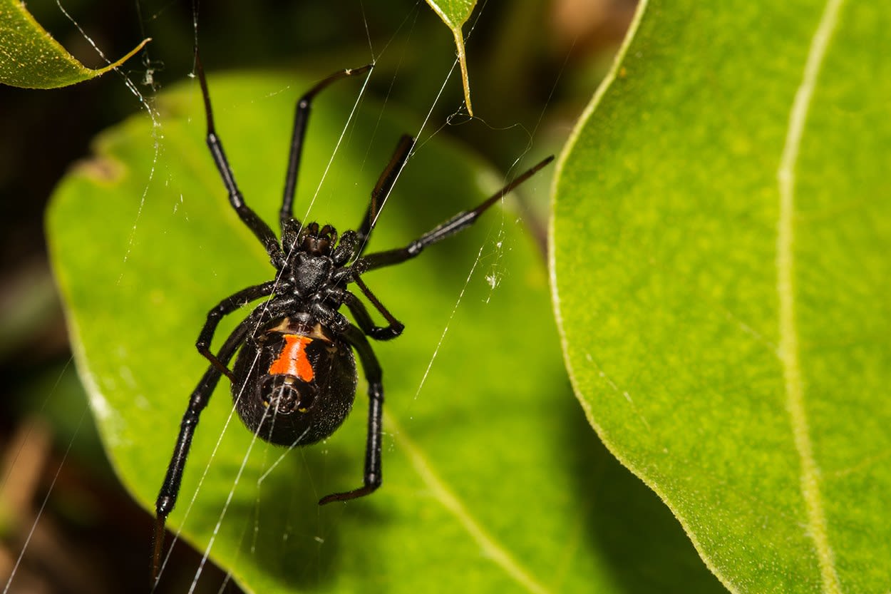 How to Get Rid of Black Widow Spiders - DIY Pest Control