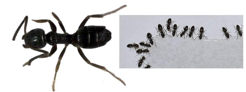 How to Get Rid of Odorous Ants