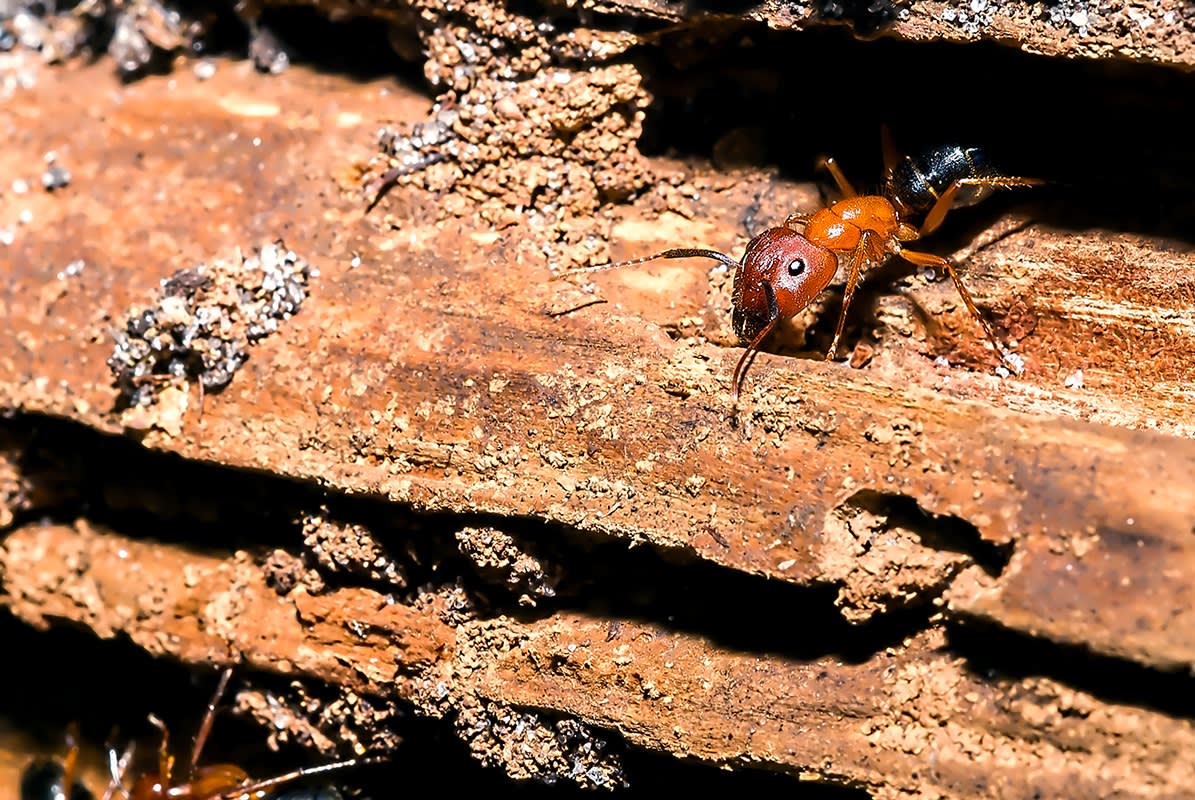 Florida carpenter ant