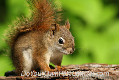 Red Squirrel