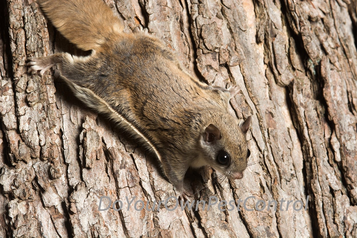  Little Killer Squirrel Trap for Squirrel & Chipmunk