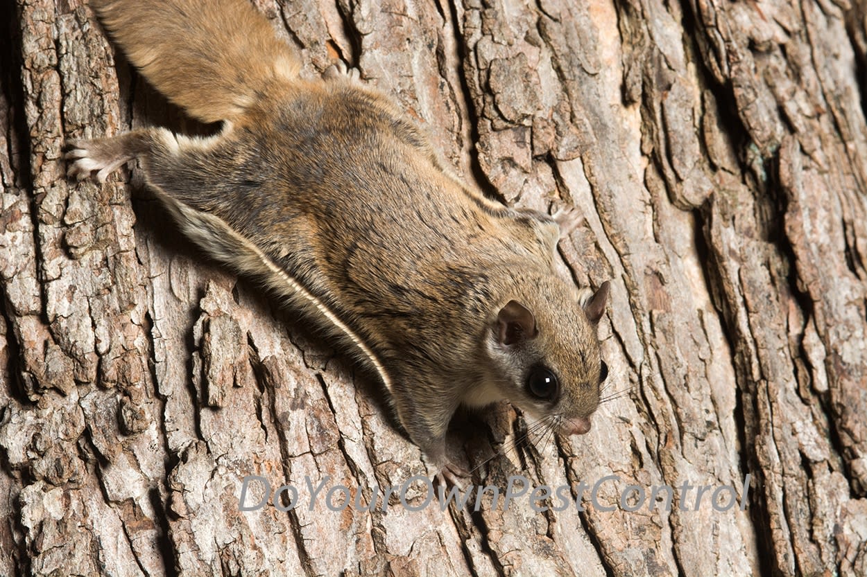 Northern Flying Squirrel Once Caught in a Glue Trap Now Ready for