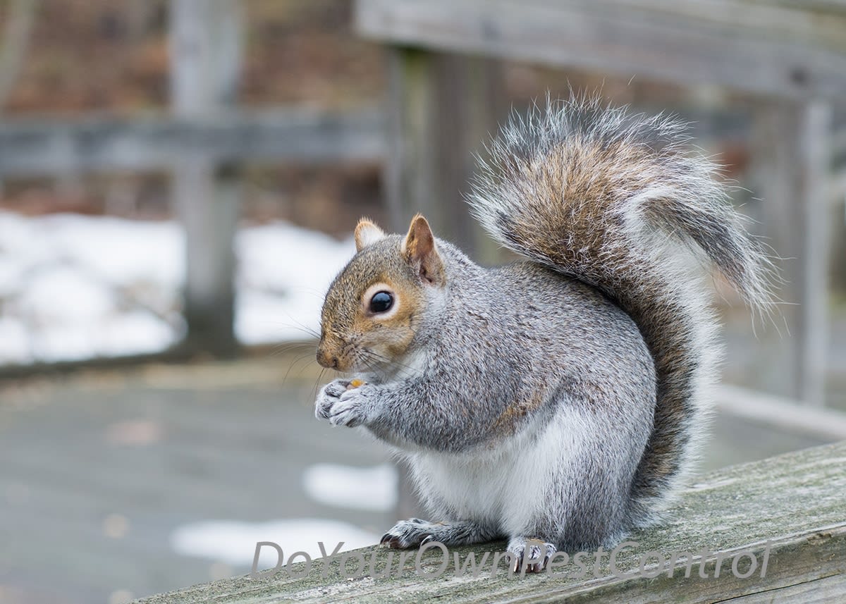 Gray squirrel