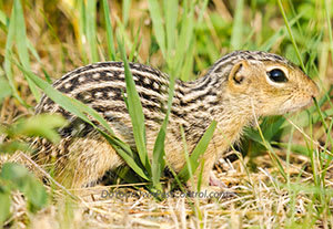 Thirteen-Lined Ground Squirrels (Striped gophers)