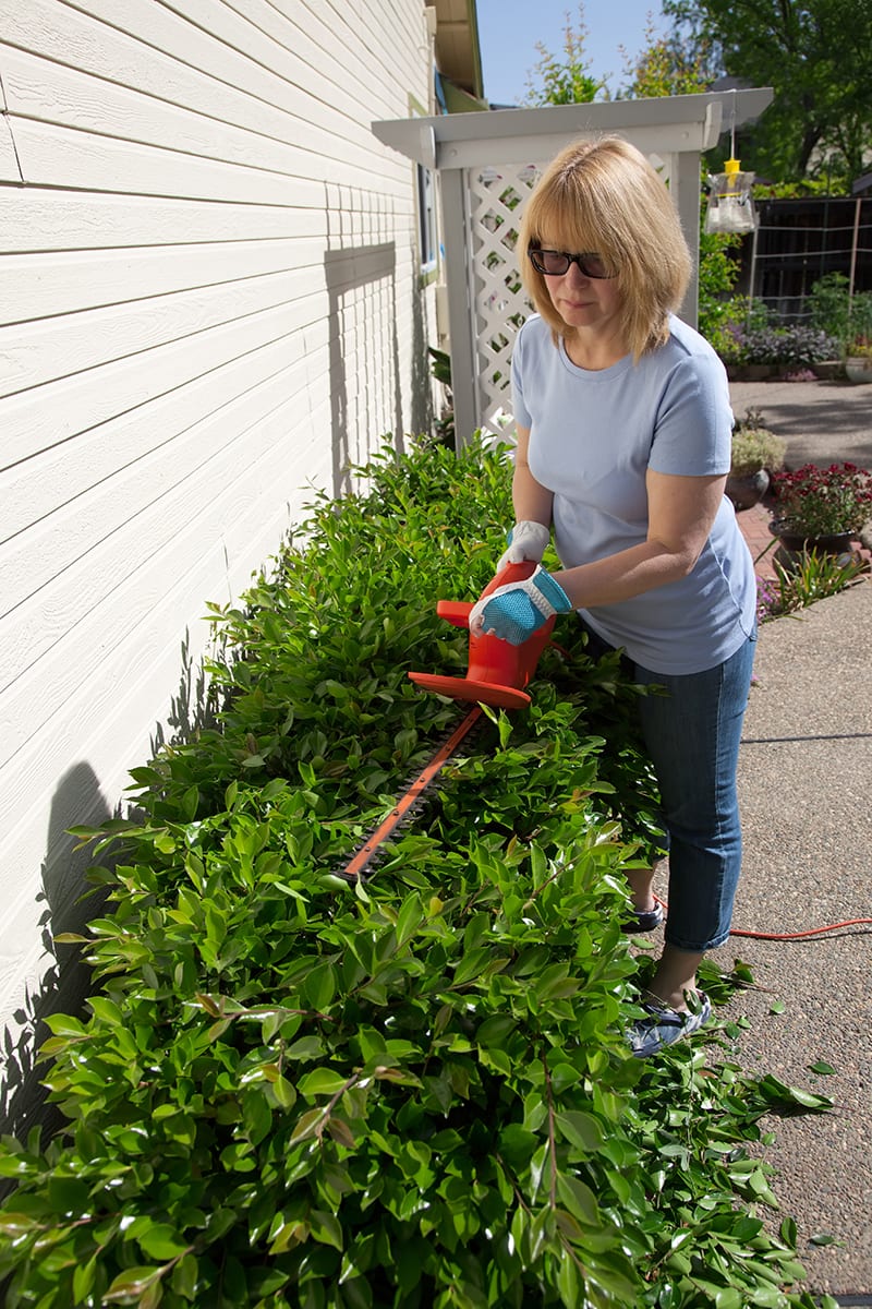 Trimming Hedge Prevent Ants