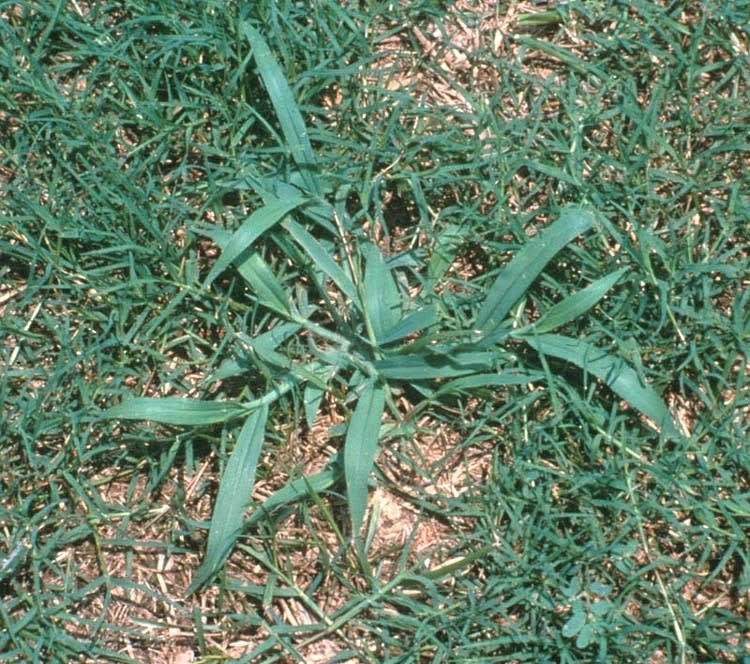 Southern crabgrass