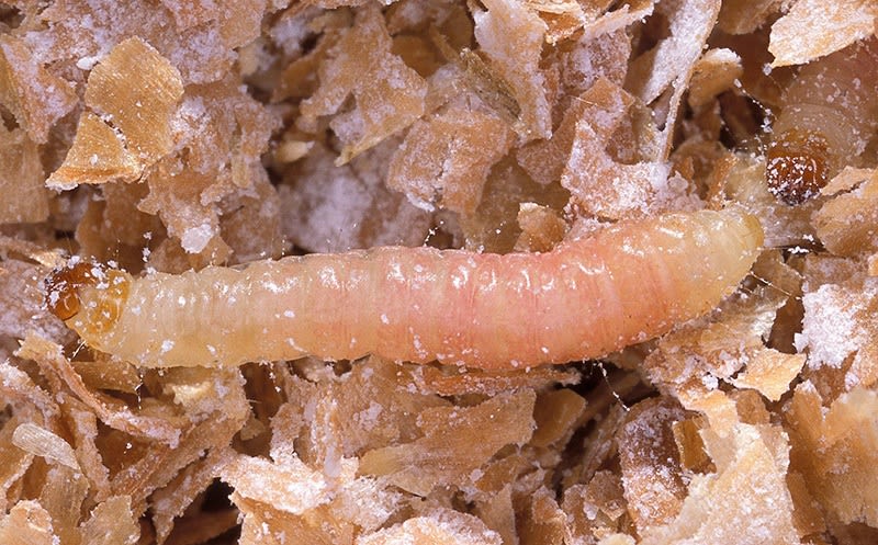 Indian meal larvae