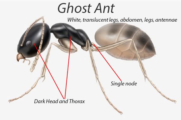 Get Rid of Ghost Ants