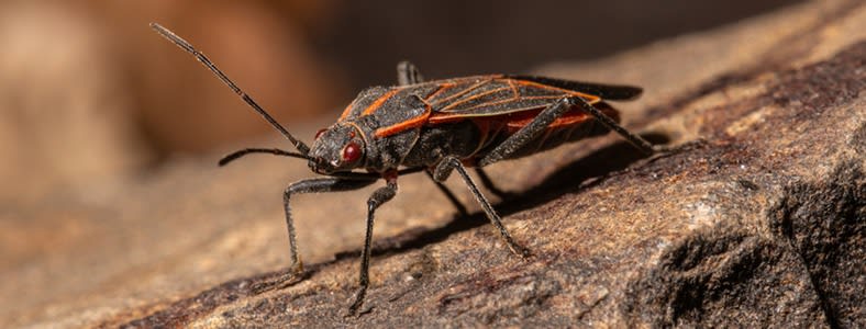 What is this annoying summer bug and how to get rid of them? They are  raiding my pantry and smashing them left black marks everywhere? Pls help  .. : r/germany