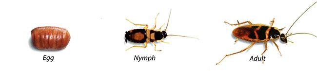 Brown-Banded Cockroach Development