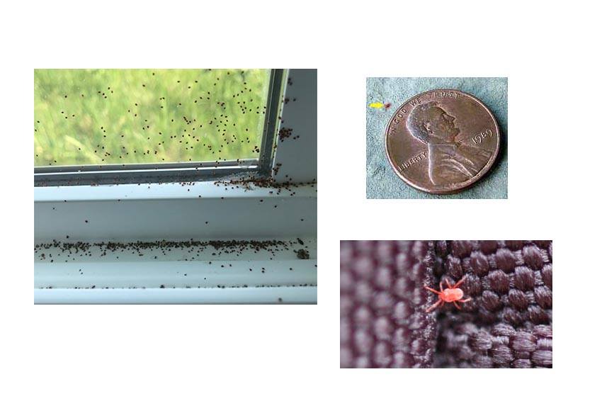 Clover Mites Clover Mite Control clover-mites-clover-mite-control