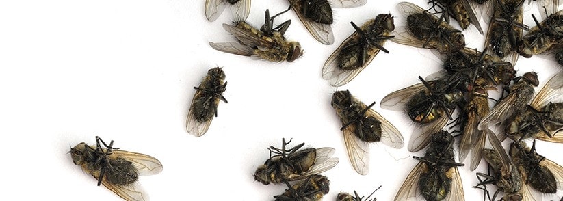 How to Get Rid of Cluster Flies