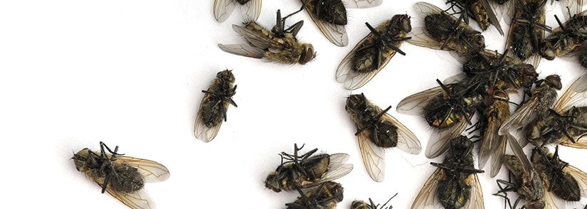 How to Get Rid of Cluster Flies - DIY Pest Control