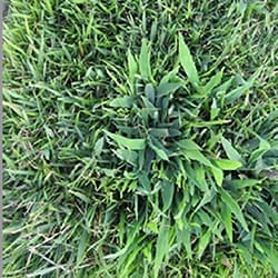 Crabgrass