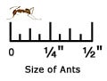 crazy ant ruler