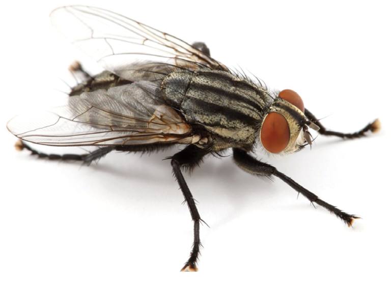 flesh fly