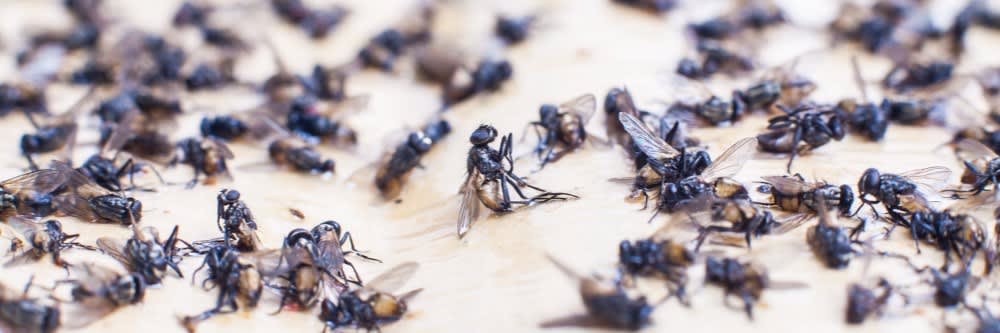 These DIY Fly Paper Strips Eliminate Flies
