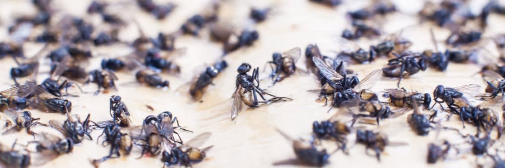 How to Get Rid of Flies - An Easy DIY Fly Control Programme