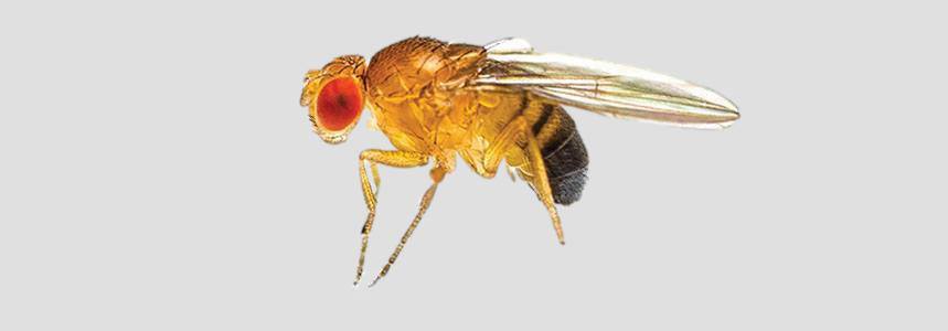 Fruit Fly Identification And Control Guide