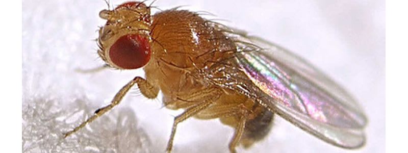 Why Your Home is Infested With Fruit Flies